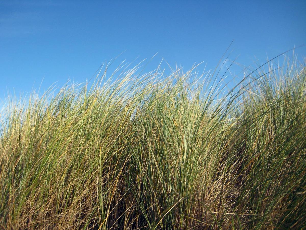 Vakantieappartementen Stuifkenszand Hoek van Holland Buitenkant foto